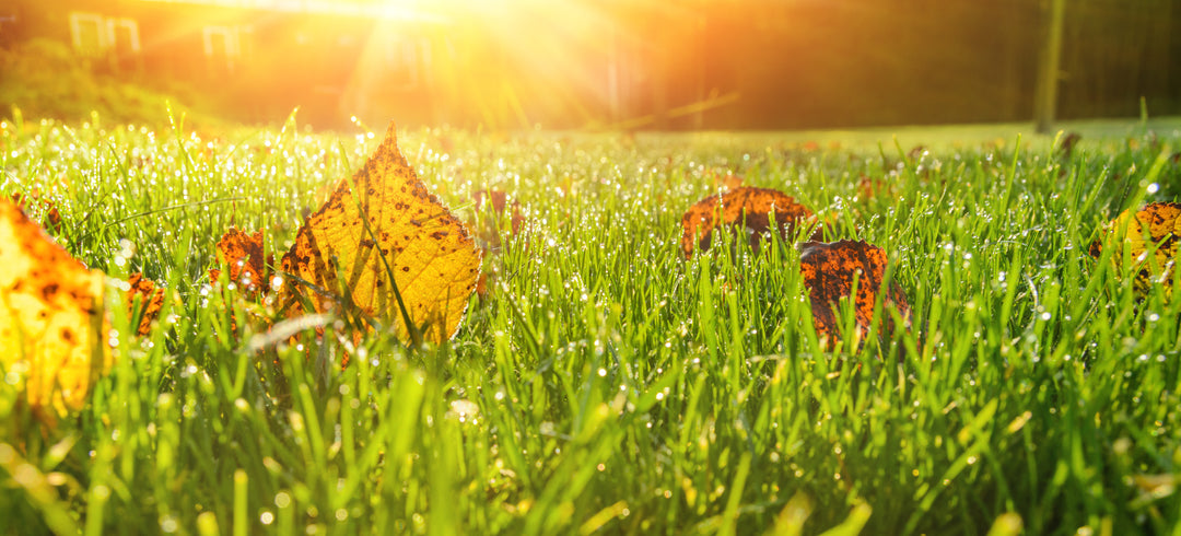 Die perfekte Rasenpflege im Herbst