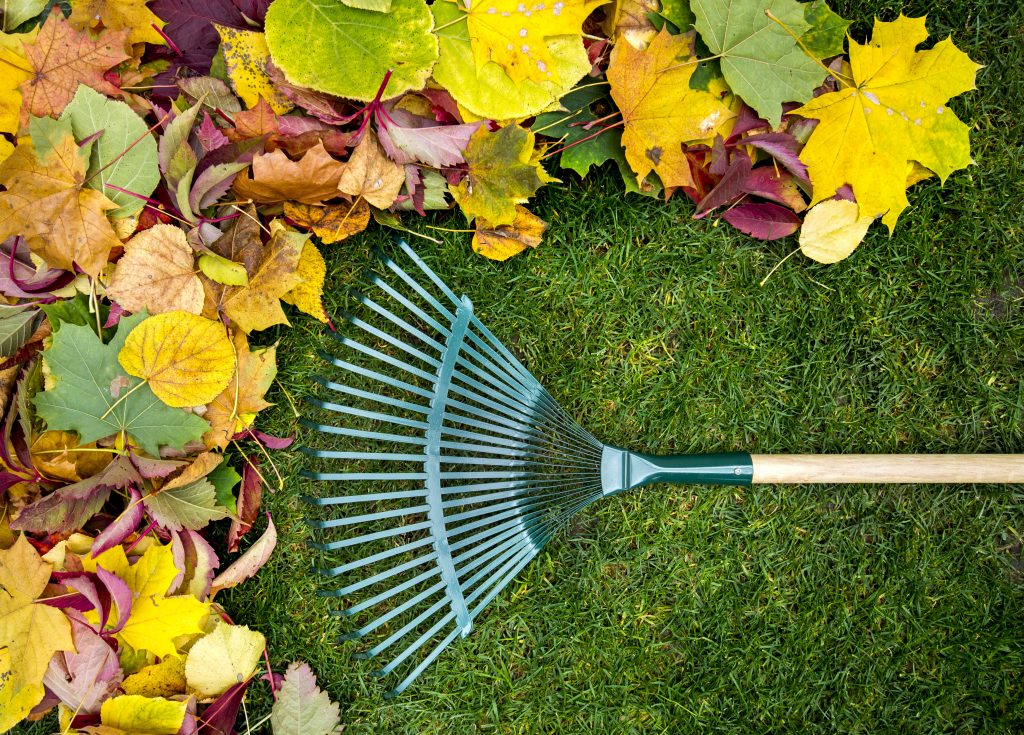 Rasenpflege im Herbst