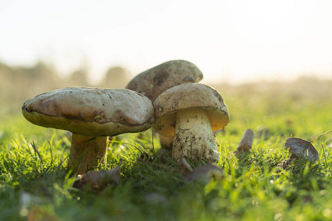 Pilze im Rasen – Bekämpfung und Vorbeugung